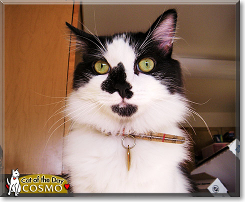 Cosmo, the Cat of the Day
