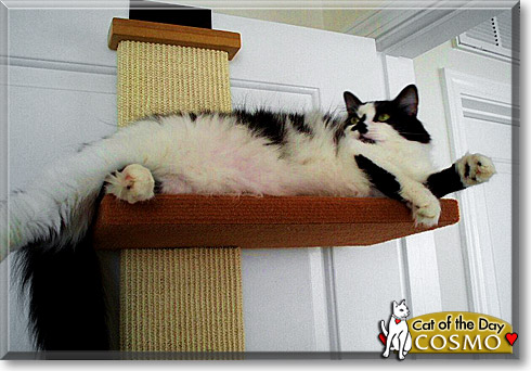 Cosmo, the Cat of the Day