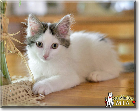 Mia, the Cat of the Day