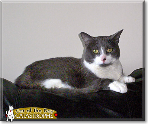 Catastrophe, the Cat of the Day