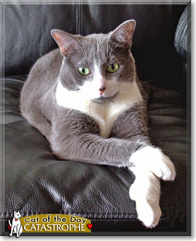 Catastrophe, the Cat of the Day