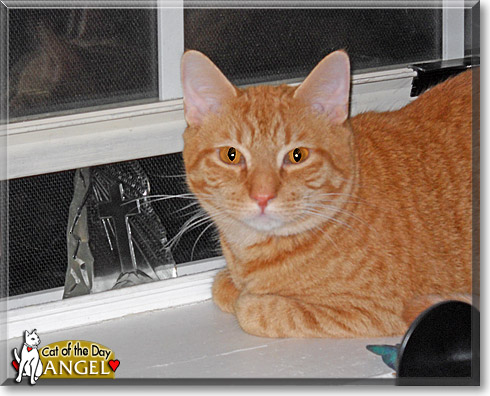 Angel, the Cat of the Day Angel, the Cat of the Day