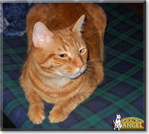 Angel, the Cat of the Day Angel, the Cat of the Day