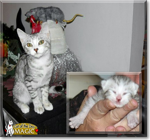 Magic, the Cat of the Day