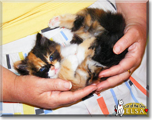 Elsa, the Cat of the Day Elsa, the Cat of the Day