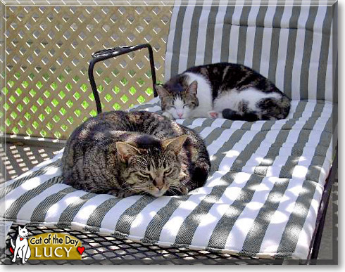 Lucy, the Cat of the Day