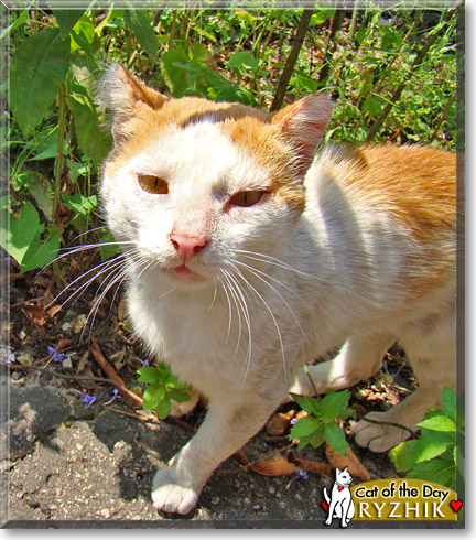 Ryzhik, the Cat of the Day