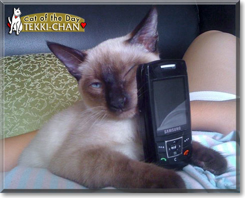 Tekki-Chan, the Cat of the Day