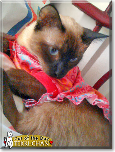 Tekki-Chan, the Cat of the Day