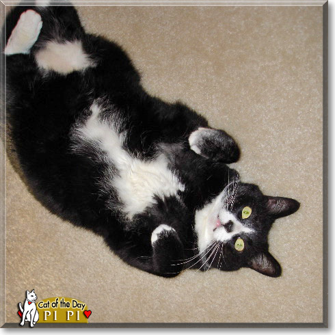 Pi Pi, the Cat of the Day