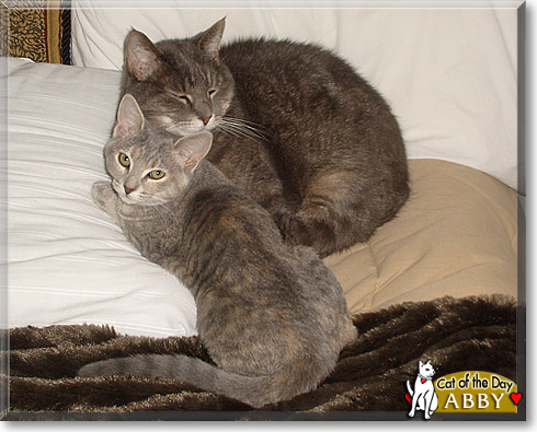 Abby, the Cat of the Day