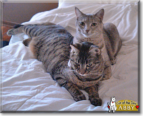 Abby, the Cat of the Day