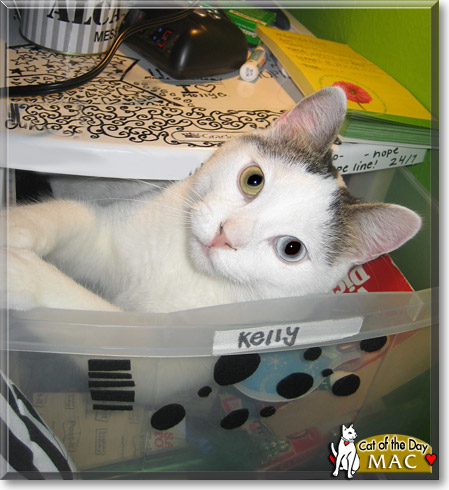 Mac, the Cat of the Day