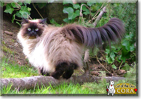 Cora, the Cat of the Day