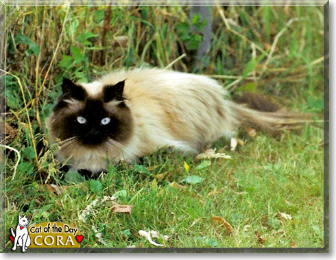Cora, the Cat of the Day