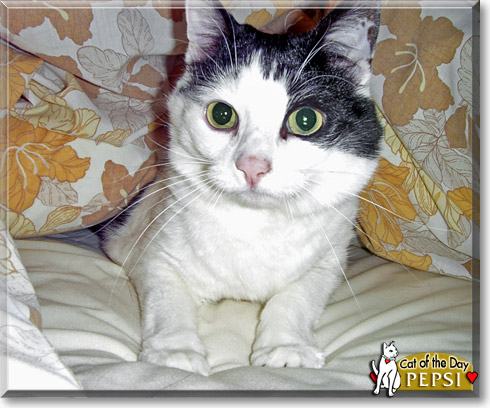 Pepsi, the Cat of the Day