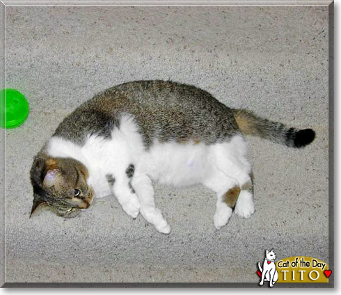 Tito, the Cat of the Day