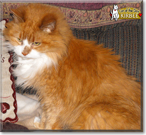 Kirbee, the Cat of the Day
