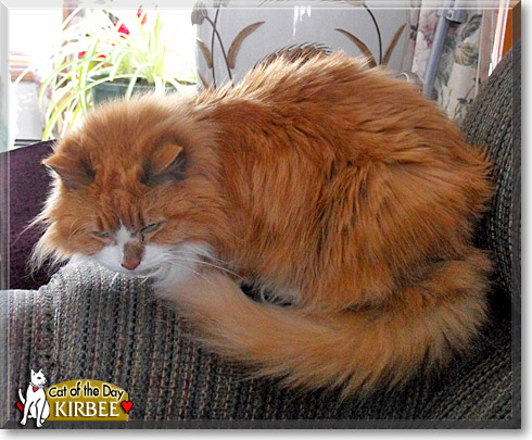 Kirbee, the Cat of the Day