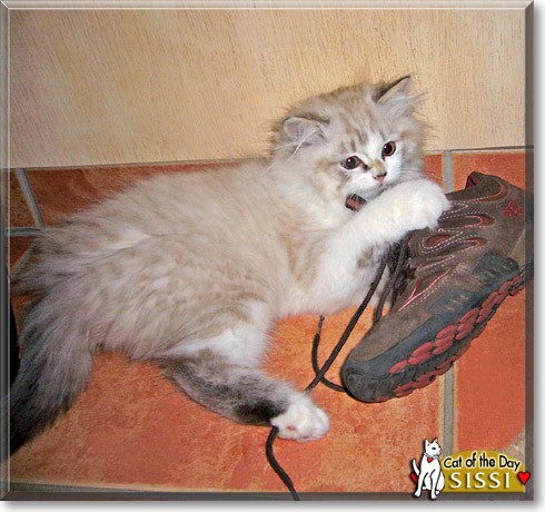 Sissi, the Cat of the Day Sissi, the Cat of the Day