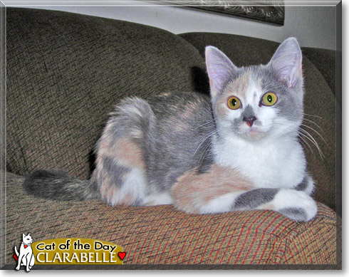 Clarabelle, the Cat of the Day