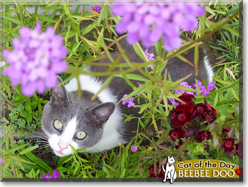 Beebee Doo, the Cat of the Day