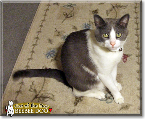 Beebee Doo, the Cat of the Day