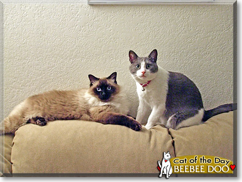 Beebee Doo, the Cat of the Day