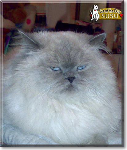 Susu, the Cat of the Day