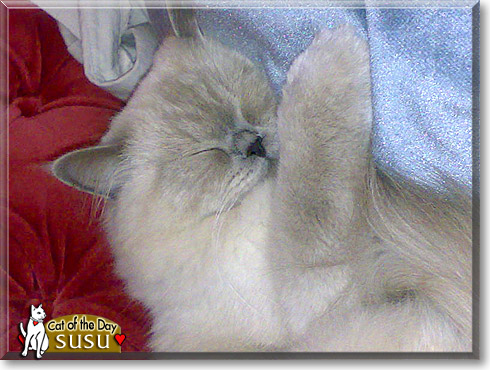 Susu, the Cat of the Day