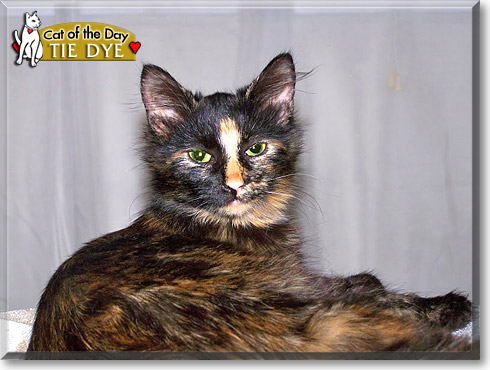 Tie Dye, the Cat of the Day