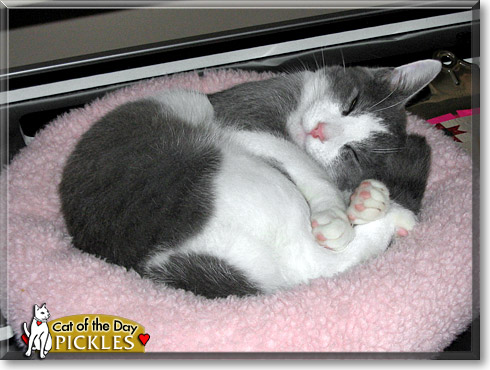 Pickles, the Cat of the Day