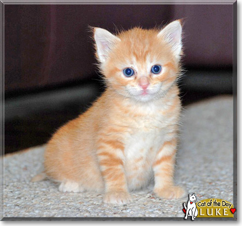 Luke, the Cat of the Day