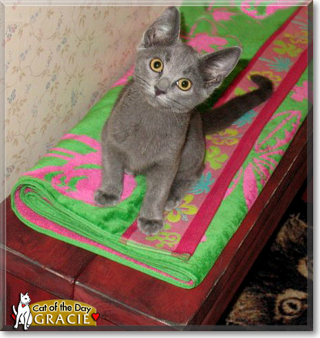 Gracie, the Cat of the Day