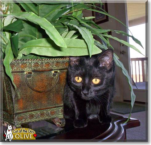 Olive, the Cat of the Day