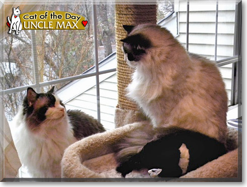 Uncle Max, the Cat of the Day