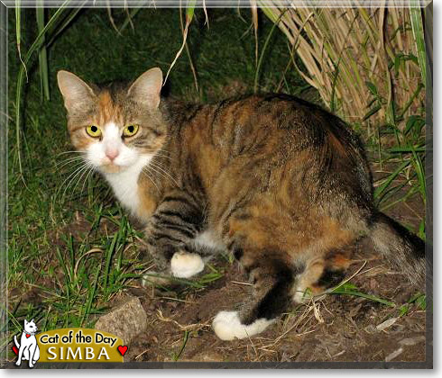 Simba, the Cat of the Day