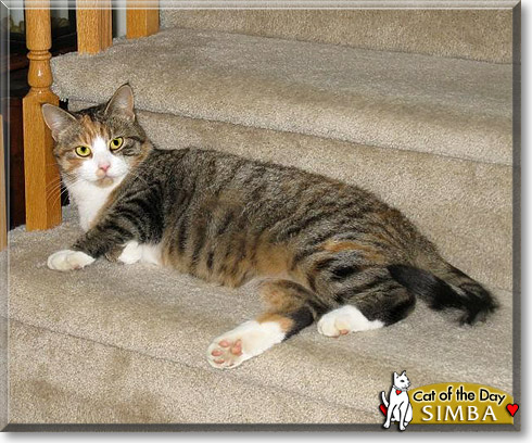 Simba, the Cat of the Day