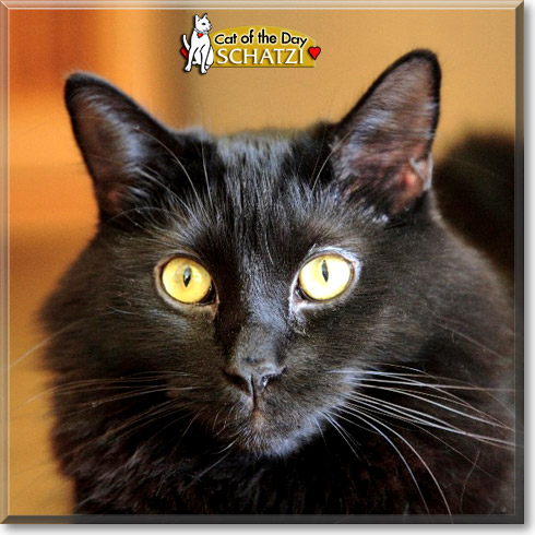 Schatzi, the Cat of the Day