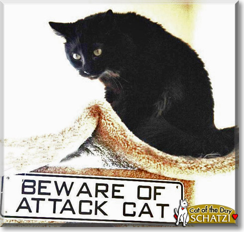 Schatzi, the Cat of the Day