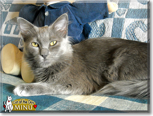 Minù, the Cat of the Day