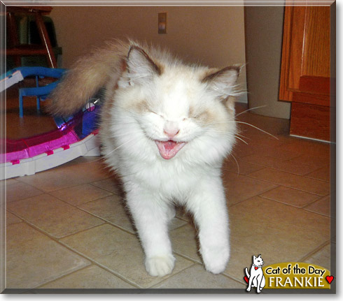 Frankie, the Cat of the Day