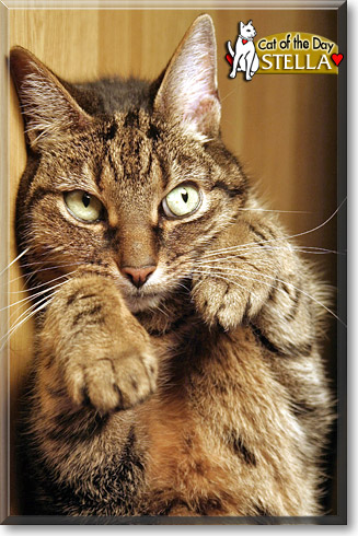 Stella, the Cat of the Day
