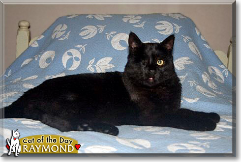 Raymond, the Cat of the Day