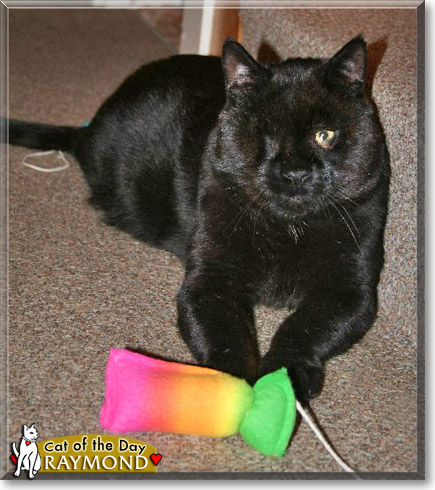 Raymond, the Cat of the Day