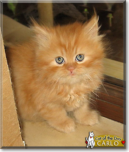 Carlo, the Cat of the Day