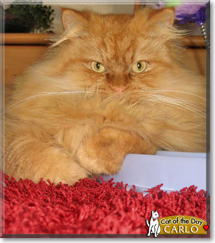 Carlo, the Cat of the Day