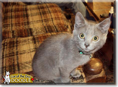 Doodle, the Cat of the Day