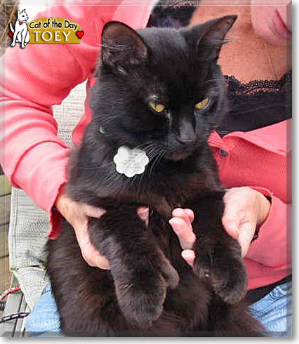 Toey, the Cat of the Day