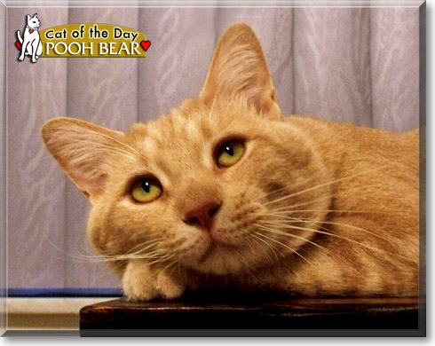 Pooh Bear, the Cat of the Day